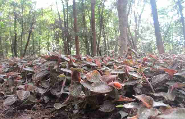 金线莲种植成本与效益(金线莲种植项目)